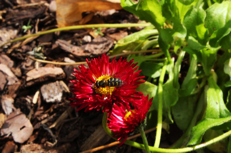 Blume mit Biene